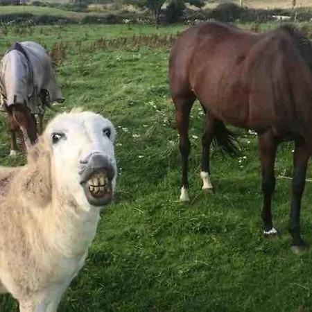 Farm Pets And Families Welcome *