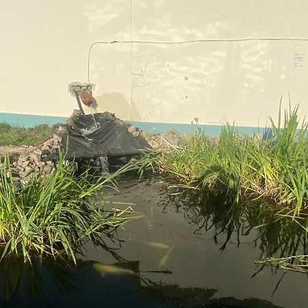 Farm Pets And Families Welcome Rossnowlagh