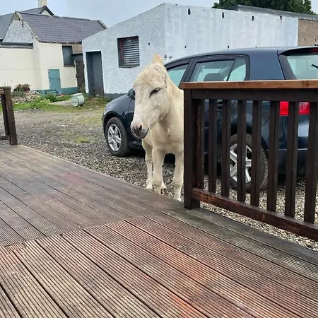 Farm Pets And Families Welcome