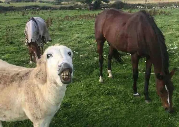 Farm Pets And Families Welcome *