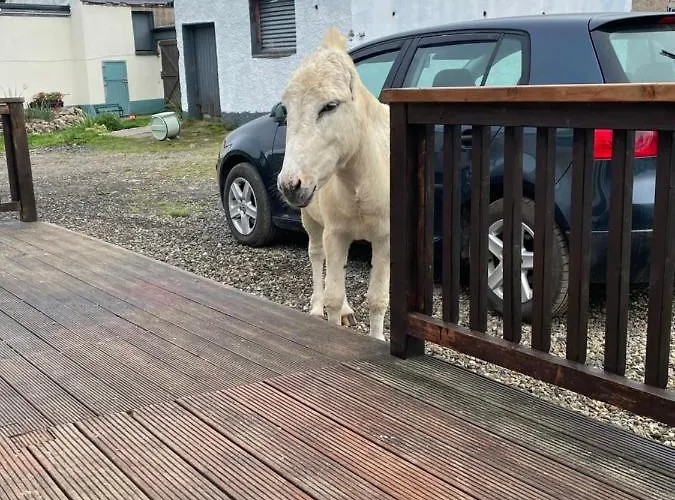 Farm Pets And Families Welcome